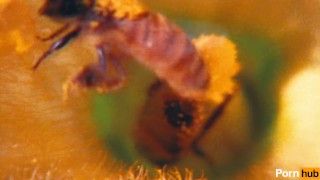 Public Outdoor Bee Pollination Sex Party